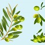 Image result for Branch Vector