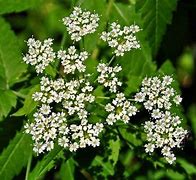 Image result for Hemlock Pics