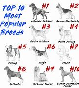 Image result for Top 10 Dog Breeds AKC