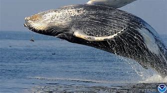 Image result for Whale Water