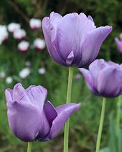 Image result for Blue Tulip Bulbs