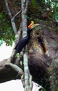 Image result for Rhinoceros Hornbill