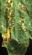 Image result for Septoria Leaf Spot