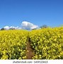 Image result for Flowers Walking with Feet