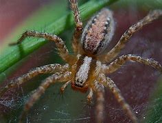 Image result for Bugs and Spiders