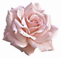 Image result for Lmk Rose