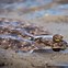 Image result for Arctic Flatfish