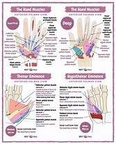 Image result for Dorsal Thenar Eminence