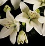 Image result for Stargazer Lily Black and White