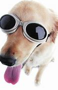 Image result for Doggles Eyewear