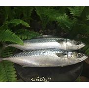 Image result for Frozen Mackerel Bait