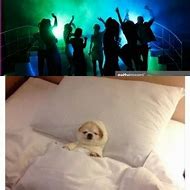 Image result for Dog in Bed Meme