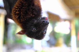 Image result for Male Fruit Bat