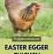 Image result for Easter Egger Chicken Eggs