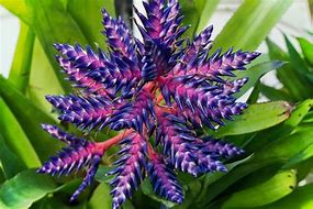 Image result for Blue Tango Flower