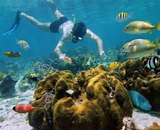 Image result for Cancun Snorkel