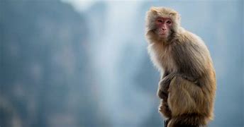 Image result for Monkey Mind for Kids