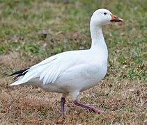 Image result for Albino Canadian Goose