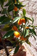 Image result for Citrus Plant Stem