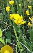 Image result for Genista Sagittalis