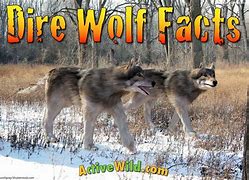 Image result for Baby Dire Wolf