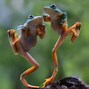 Image result for Real Frog