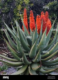 Image result for Aloe Vera Plant Flower