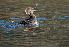 Image result for Crested Merganser