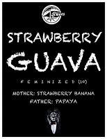 Image result for Growing Strawberry Guava