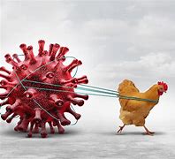 Image result for Avian Bird Flu Region