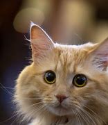 Image result for Lato Cat