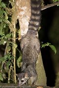 Image result for Panama Native Animals