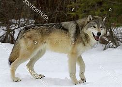 Image result for Wolf Side Rear View