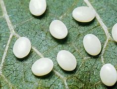 Image result for What Does Moth Eggs Look Like