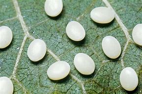 Image result for Box Moth Eggs