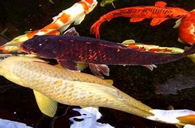 Image result for Brown Koi