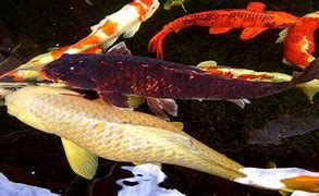 Image result for Brown Koi Fish