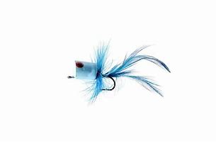 Image result for Fly Fishing with Poppers for Bluegills