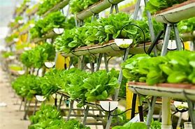 Image result for Vertical Insect Farming Industry