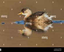 Image result for Small Grebe