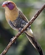 Image result for Waxbill Finch Nest