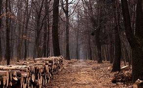 Image result for Fall Wood Path Dirt