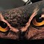 Image result for Wolf and Owl Eye Tattoo