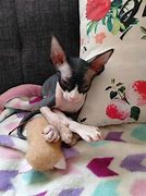 Image result for Sphynx Cat Creepy