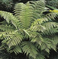 Image result for New Zealand Shrubs