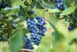 Image result for Blueberry Pests