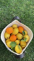 Image result for Lemon-Orange Hybrid