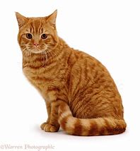 Image result for Ginger Cat Talking Tom