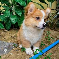 Image result for Adorable Baby Corgi