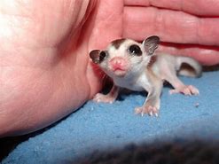 Image result for Adorable Sugar Glider